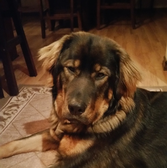 Meet your Posher, Mia - Picture 1 of 1